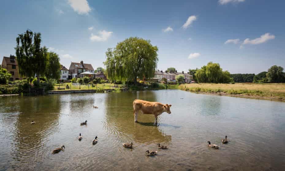 Cattle and ducks keep cool in the River Stour, Suffolk
