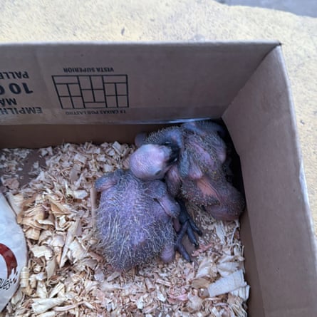 Baby parrots huddled together in a cardboard box