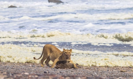 A lioness feeds on a Cape fur seal in Namibia’s Skeleton Coast