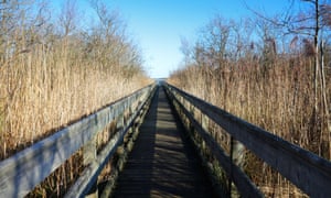 A view of the boardwalk through reed beds to Barton Broad on the Norfolk Broads