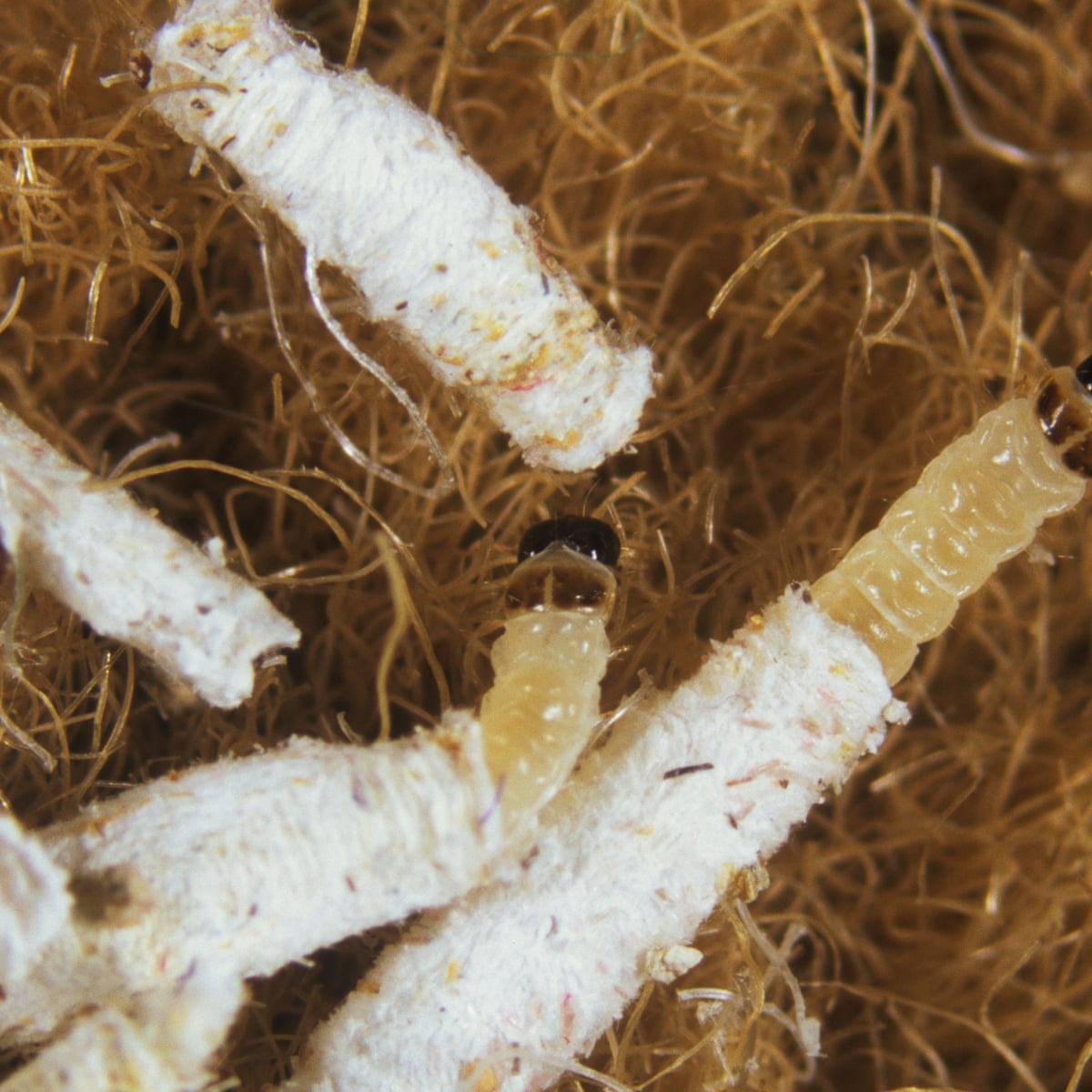 The Curious Case Of The Case Bearing Carpet Moth Environment The Guardian