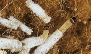 The Curious Case Of The Case Bearing Carpet Moth