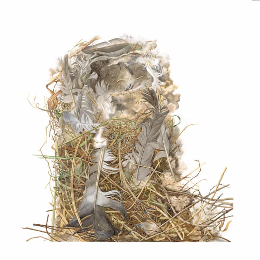 A housesparrow's nest illustrated by Susan Ogilvy