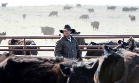 Man in the corral with cows and calves