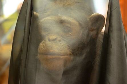 A chimpanzee exhibit at Bristol Museum is shrouded in black.