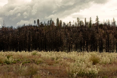 A dense stand of burned trees serve as reminders of recent wildfires in the far-north parts of California, even after a severely wet winter.