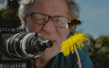 A man looking at a bee hovering over a dandelion