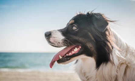 Dog on windy beach