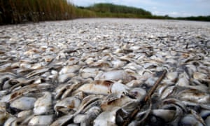 Toxins from manure and fertiliser pouring into waterways in and around the Gulf of Mexico are causing harmful algal blooms, leading to widespread ‘dead zones’.