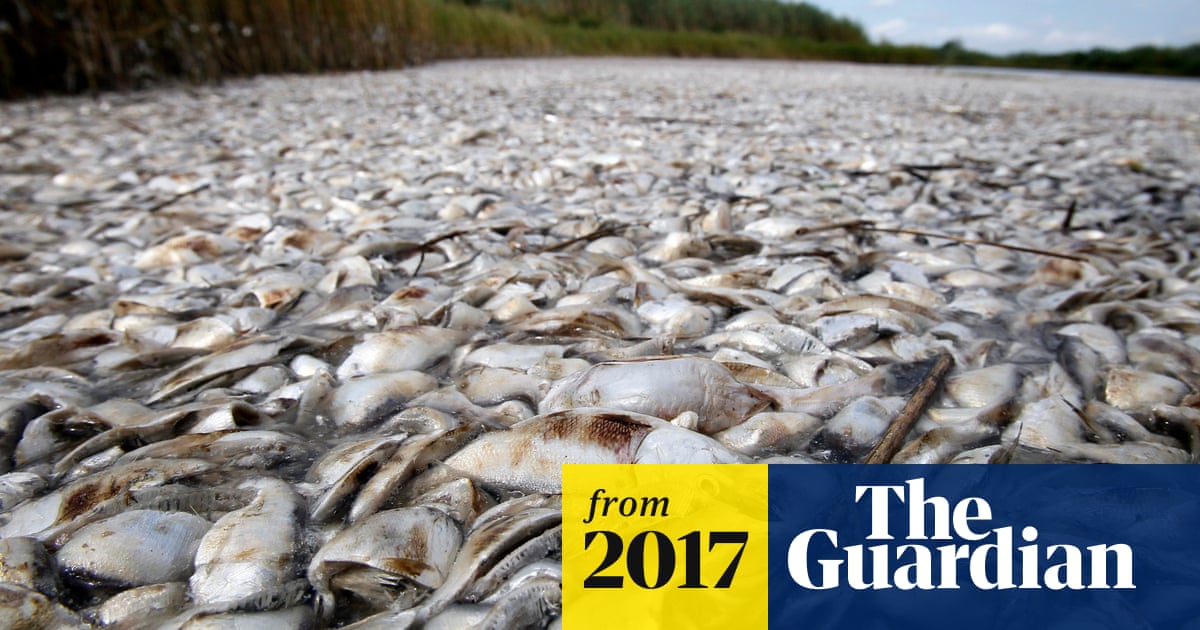 Meat industry blamed for largest-ever 'dead zone' in Gulf of Mexico