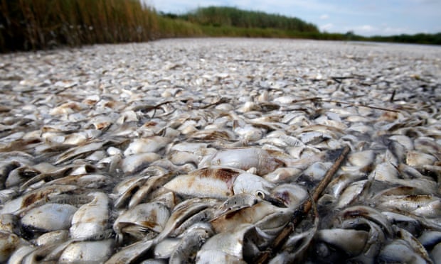 A fish kill on the Louisiana coast due to oxygen-depleted dead zones in the Gulf of Mexico