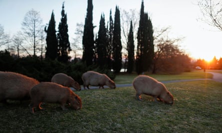 Capybaras in the upscale area of Nordelta, Buenos Aires, 2021.