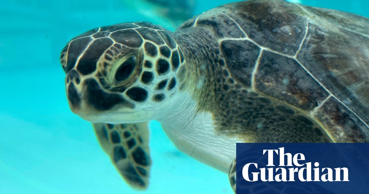 Green sea turtles cold-stunned by Florida snow recover at marine center | Florida Green sea turtles cold-stunned by Florida snow recover at marine center | Florida