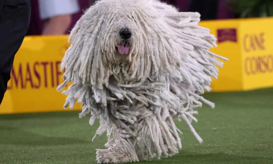 Attison, a komondorok dog, competes in the Working Group judging at the 145th Westminster Kennel Club Dog Show.