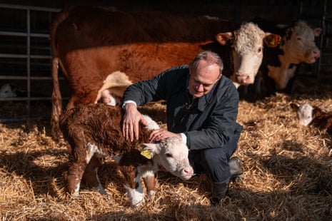 Ed Davey pets a calf during a visit to White Lodge farm.