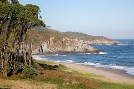 Trees at Frejulfe Beach in Asturias, Spain