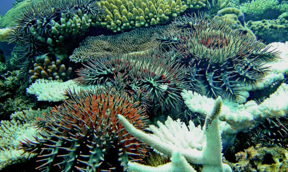 An underwater drone has been trained to detect crown-of-thorns starfish with 99% accuracy, and to kill them. 