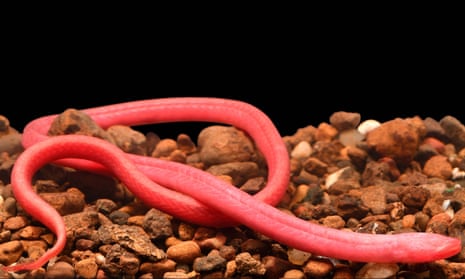 A small pink-red worm-like eel