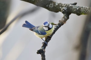 A Eurasian blue tit in Poznan, Poland.