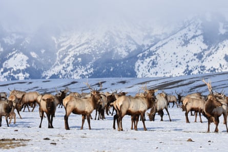 A herd of elk in a snowy landscape next to mountains