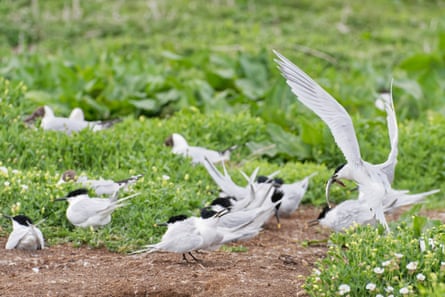 Several terns on the grass and earth ground