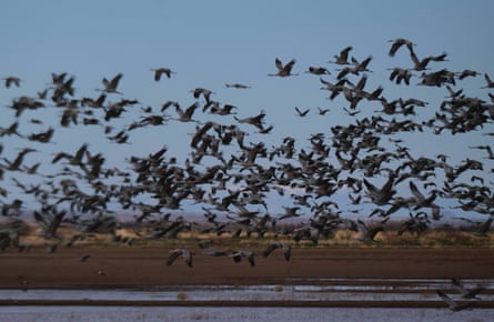 Every year in November around 30,000 Sandhill Cranes begin their annual migration from the North Platte River in Nebraska to Southern Arizona.