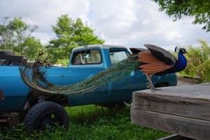 A peacock next to a blue pickup truck at a campground near the Everglades.