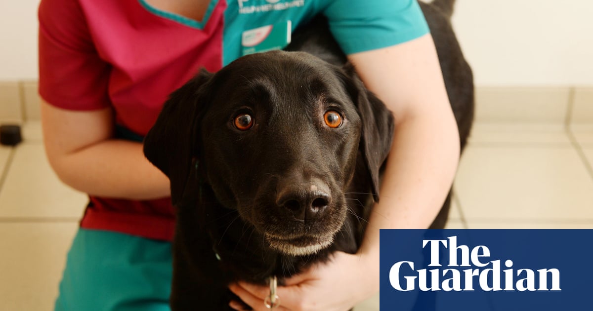 Dog S Dinner Labrador Has Emergency Surgery After Eating 30