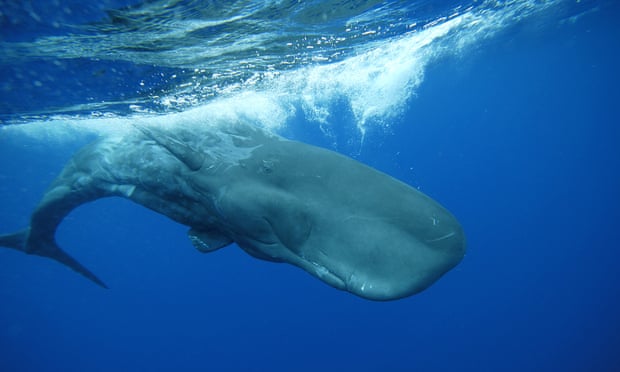 ‘We have now identified almost every whale in the Pacific’: a sperm whale dips below the surface.