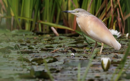 A heron standing among lily pads in a pond.