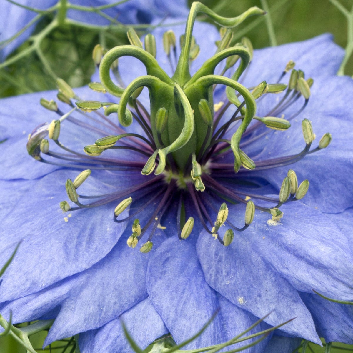 It S Hard To Find But True Blue In The Garden Is A Pure Delight Gardening Advice The Guardian