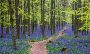 Chemin à travers une forêt de jacinthes
