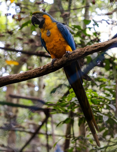 A blue-and-yellow macaw in an enclosure.