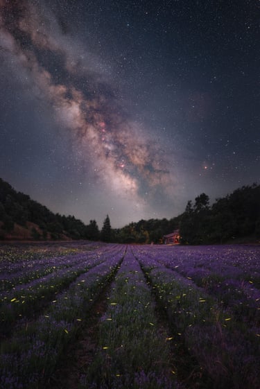 Among rows of blooming lavender, the air filled with fragrance, fireflies appeared like small lanterns beneath a sky dominated by the summer Milky Way, a perfect meeting between the wonders of Earth and the night sky above