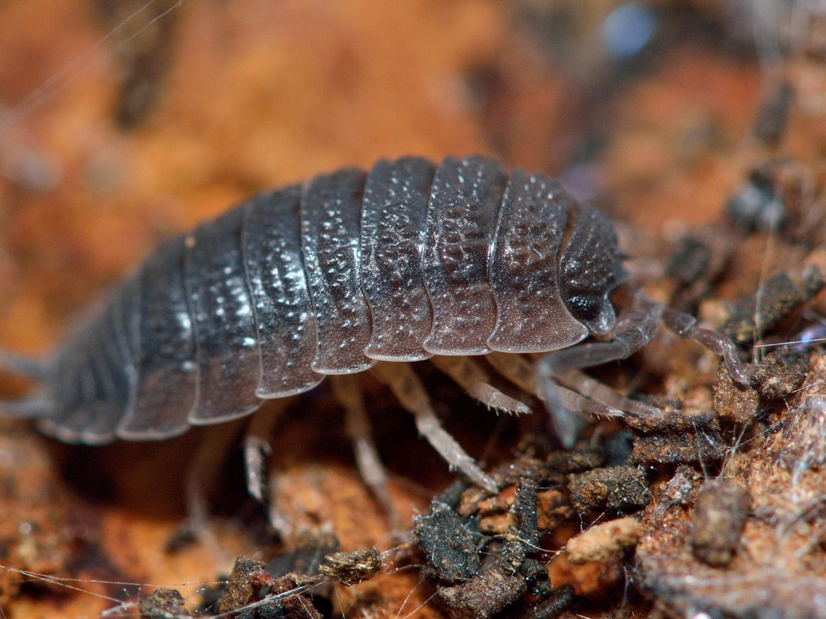 Woodlouse