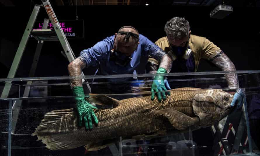 A coelacanth in a museum in France. It is believed they can live to be 100.