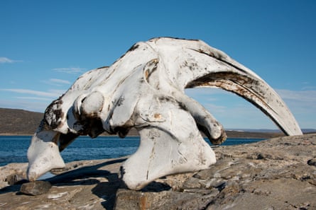 The jaw bone of a bowhead whale on Kekerten Island in the Qikiqtaaluk region of Nunavut, Canada.