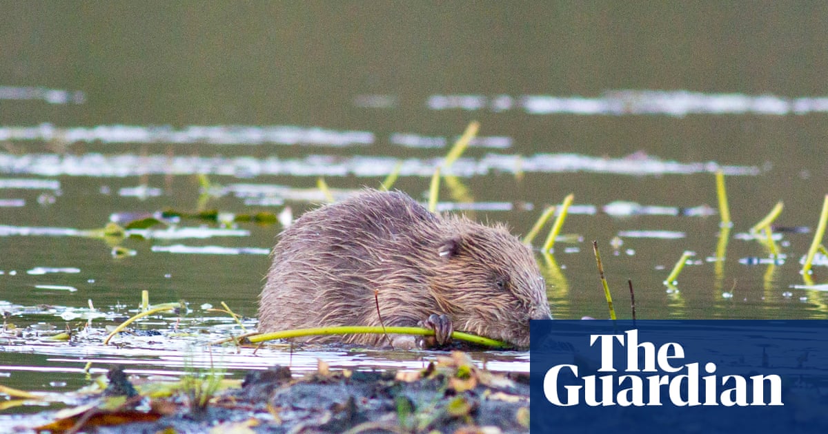 Beavers thriving after being reintroduced to English wild – video