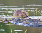 Beavers thriving after being reintroduced to English wild – video