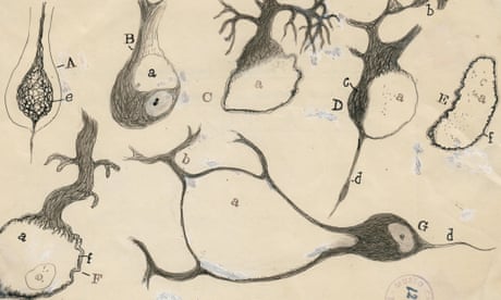 Mind maps: the beauty of brain cells – in pictures