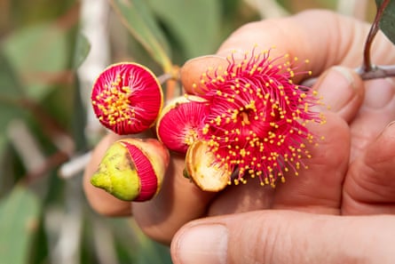 Closeup of a plant with a pink ‘tutu’ and yellow stamen