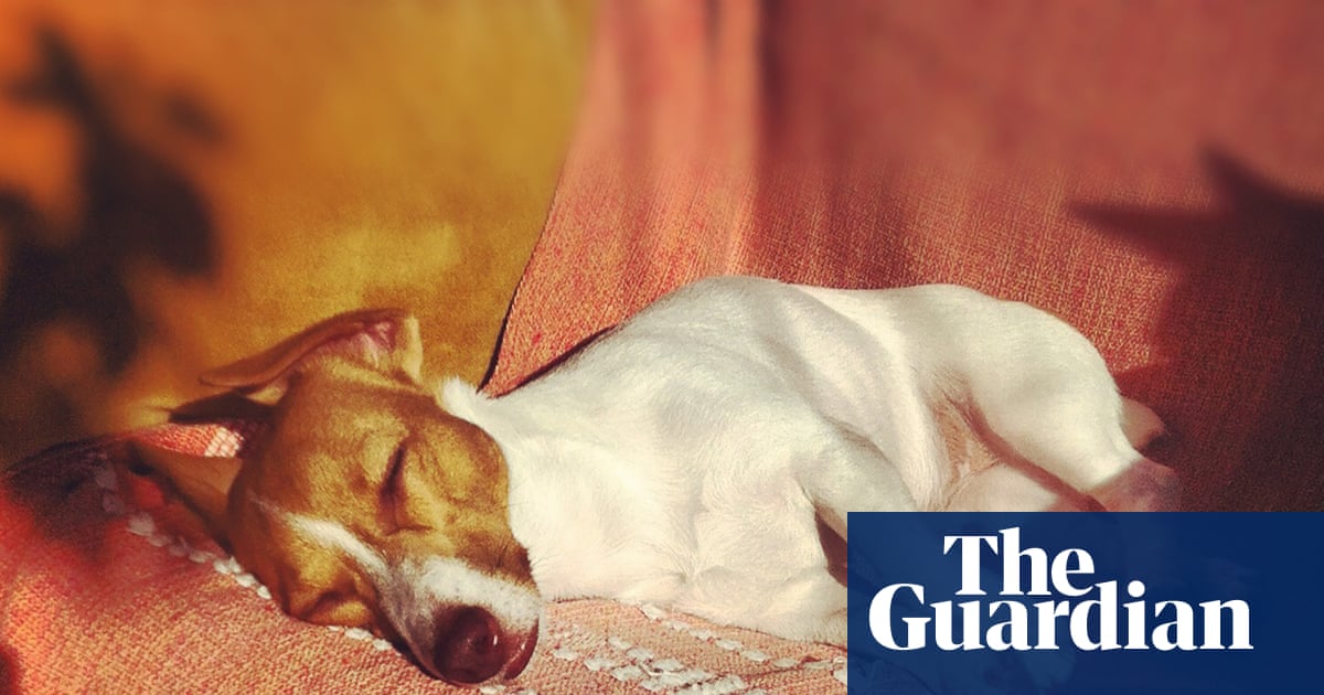Is Beauty Good by Rosalind Belben review – the literary equivalent of free jazz