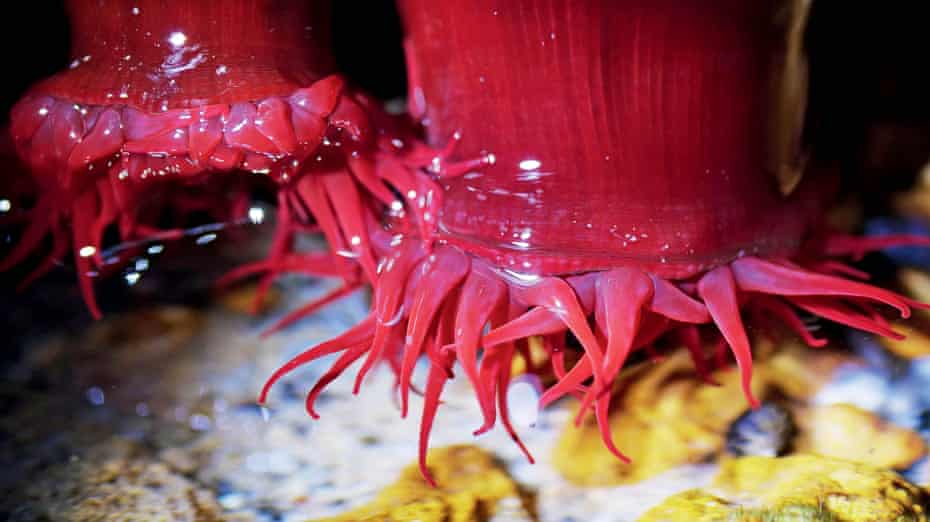 Waratah anemones