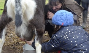 Milking the goats at Hanericka.