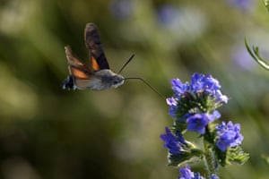 A hummingbird hawk-moth (Macroglossum stellatarum) hovers in the air as it sips nectar from a flower