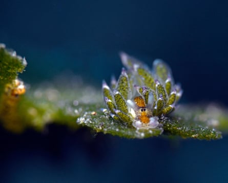 Leaf-sheep slug illuminated against a dark blue background. It has dramatic green spikes.