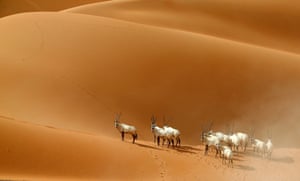 Arabian Oryx at a sanctuary in Umm Al-Zamool in the UAE
