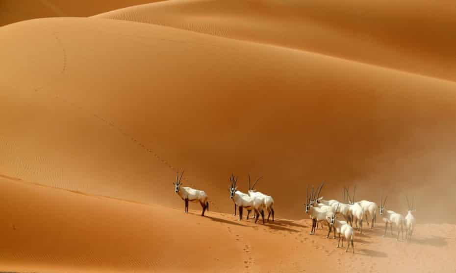 Arabian Oryx are at risk of extinction