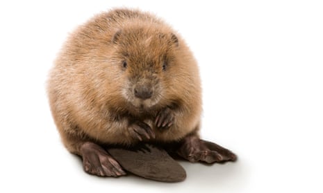 Have kit, will travel … Supporters say beaver power could be employed on river headwaters to protect Britain’s built-upon floodplains.
