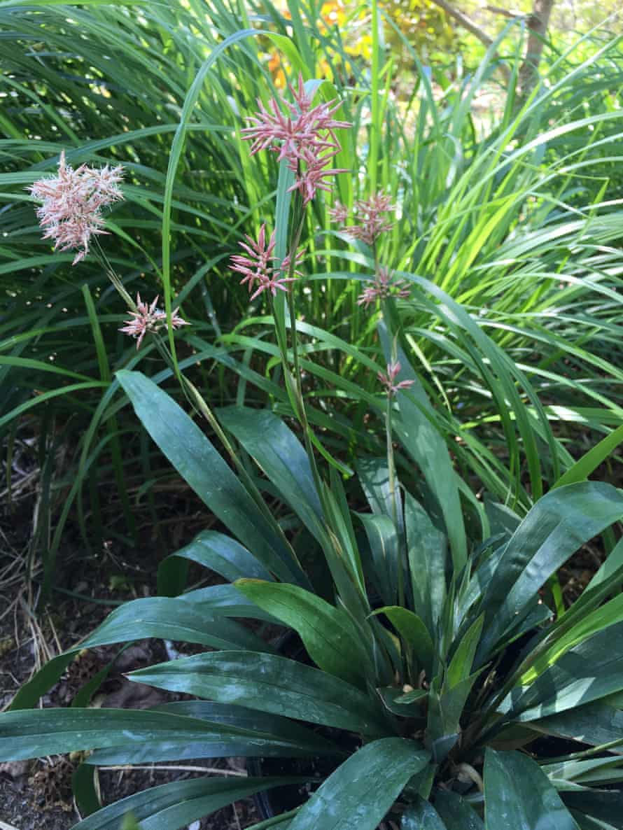 Out Of The Shadows Plants That Thrive In Shady Gardens Guardian Plants That Thrive In Shady Gardens, Dry Shade Ground Cover Uk